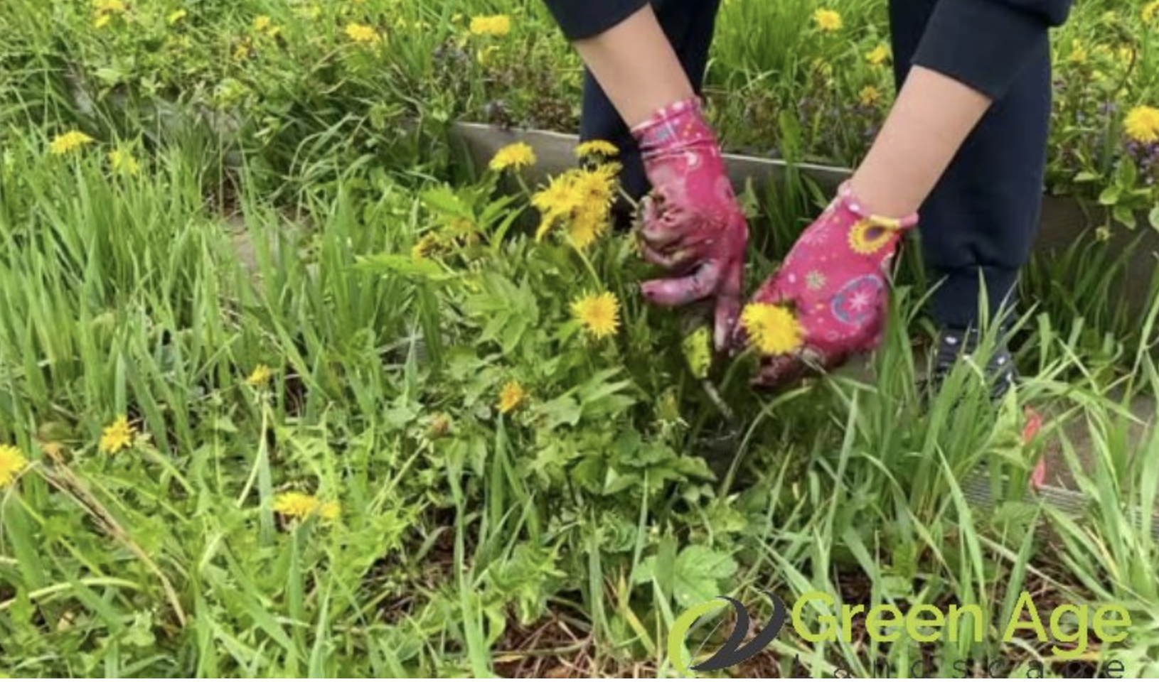 Weeding and clean-up